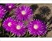 Photographic Prints of ASW-4524 Shrubby Mesemb flowers from Ardea Wildlife Pets
