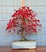 Bonsai Tree POSTCARD Japanese Acer Red Leaved Maple Photo - Steve Greaves