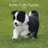 Border Collie Puppies 2009 Small Wall Calendar