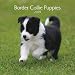 Border Collie Puppies 2009 Small Wall Calendar