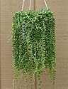 String of Pearls - 6" Hanging Basket - Senecio