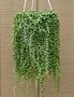 Hirt's String of Pearls - 6" Hanging Basket - Senecio