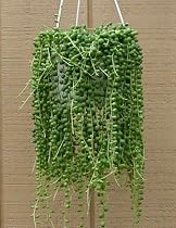 String of Pearls - 6" Hanging Basket - Senecio