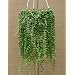 Hirt's String of Pearls - 6" Hanging Basket - Senecio