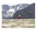 Standing Guard Animals Photographic Poster Print by Diane Wallace, 10x8
