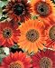 Earthwalker Sunflower - 30 Seeds