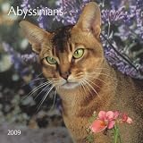 Abyssinian Cats 2009 Wall Calendar 12