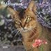   - Abyssinian Cats 2009 Wall Calendar 12
