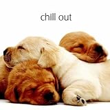 Chill Out Yellow Labrador Puppies Birthday Card
