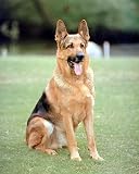 German Shepherd (Sitting) Art Poster Print - 16 X 20