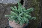Picea Omorika Pimoko - Serbian Spruce Tree - Pot Size #1 Gal.