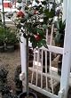 Kramer's Supreme Camellia Topiary Five Gallon