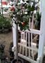 Kramer's Supreme Camellia Topiary Five Gallon