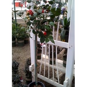 Kramer's Supreme Camellia Topiary Five Gallon by 