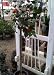 Kramer's Supreme Camellia Topiary Five Gallon