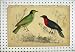 RED BREASTED FRUIT CROW ARAPONGA BIRD c1811 FULLARTON