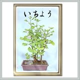 Ginko Seeds - By joebonsai