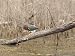 Green Heron Hunches on a Log Art Styles Photographic Poster Print by Heather Perry, 1...