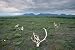 Caribou Skulls Left by Hunters - 24