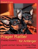 Prager Rattler (Praský krysarík) für Anfänger. Auswahl und Kauf, Erziehung, Haltung, Pflege