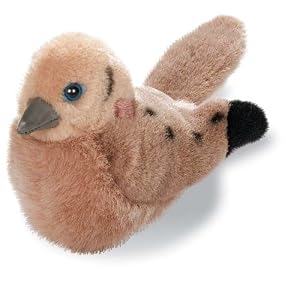 Mourning Dove