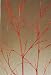 Bamboo Spray 5 Feet Tall, Package of 5