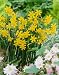 Unwins Bulbs - Daffodil Miniature Baby Moon 15 prepacked bulb(s)