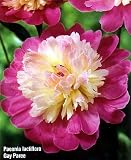 Gay Paree Peony -Fuchsia Red Petals- Creamy/Pink Inside