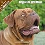 Dogue De Bordeaux 2008 Wall Calendar