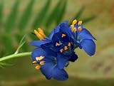 Blue Whirl Jacob &acute; s Ladder - 4 Plants - Polemonium - B001NDL8IG