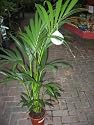 Howea Forsteriana Kentia Palm - Paradise Palm 1.5m GGOIP47