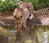 Cheetah Reflection - 36"W x 32"H - Peel and Stick Wall Decal by Wallmonkeys
