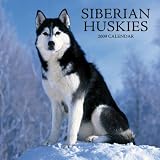 Kitchen & Housewares : Siberian Huskies 2009 Calendar