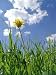 Flower Dandelion in Clouds - 48