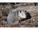 Photographic Prints of Opossum - CT in March from Ardea Wildlife Pets