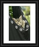 Framed Print of European brown Tabby Cat - Kitten in carrier from Ardea