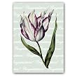 "Congratulations" with Tulipa 19 - 5" x 7" Vellum Overlay Greeting Card