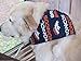 Denver Broncos Pet Bandanas
