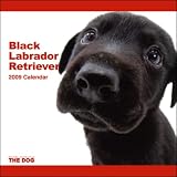 2009 Labrador Retriever Black ARTLIST Square Wall Calendar
