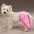 Dog Sweatpants - Luxury Couture Dog Sweatpants - XX-Small (XXS)