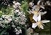 Mrs. Robert Brydon Clematis - Fragrant Flowers