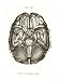 Base of Cerebrum and Cerebellum Giclee Poster Print, 12x16
