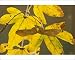 Photographic Prints of Winged fruit, keys, and colourful autumn leaves of Field Maple from Ardea Wildlife Pets