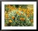 California Poppies Surround a Prickly Pear Cactus National Geographic Collection Framed Art Poster Print by Rich Reid, 31x25