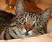 Books : Holly and Suzy Rib Mystery (Holly and Suzy Kitty Tales)