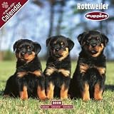 PUPPIES: Rottweiler 2009 Wall Calendar 12