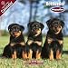   - PUPPIES: Rottweiler 2009 Wall Calendar 12