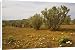 Canvas Prints of Old man saltbush - planted as a back-up fodder plant for drought years from Ardea Wildlife Pets