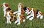 Beagle Dog Puppet 16 Inches (Pictured on Right Lying Down)