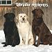 Labrador Retrievers 2009 Square Wall Calendar